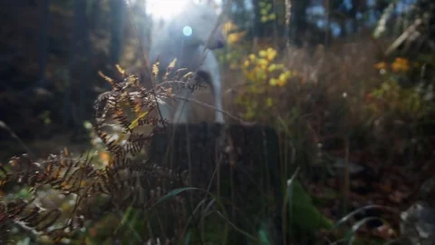 Dog in the forest Stock Footage 90843472