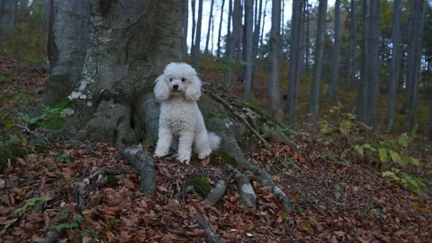 Dog  in the forest Stockbeeldmateriaal 136460076