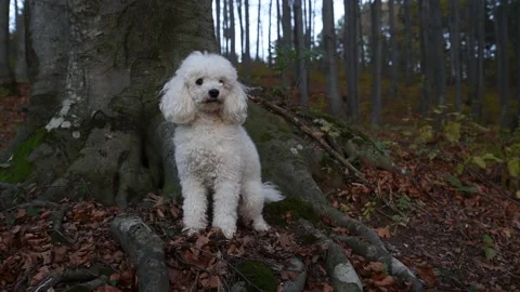 Dog  in the forest Stockbeeldmateriaal 136460093