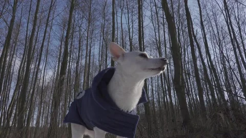 Dog in the forest Stock Footage 149218199
