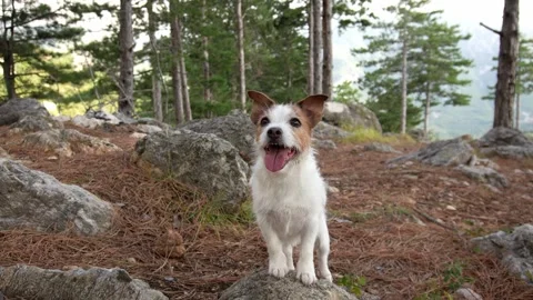 Dog in the forest. Stock Footage 251679866