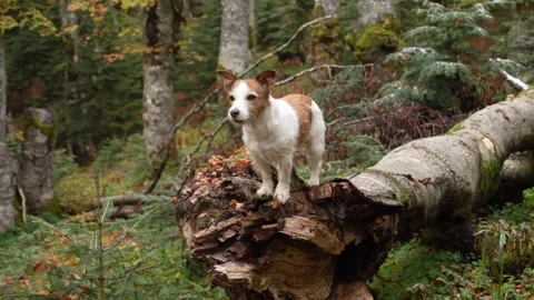 Dog in Forest. Stock Footage 254213215