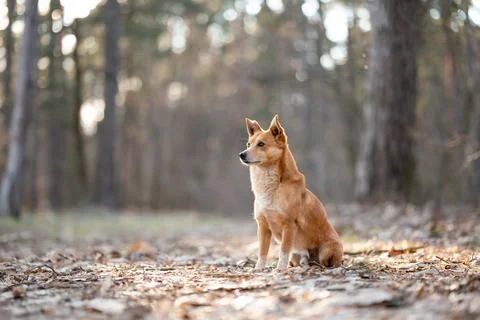 Dog in forest looking to the side Stock Photos