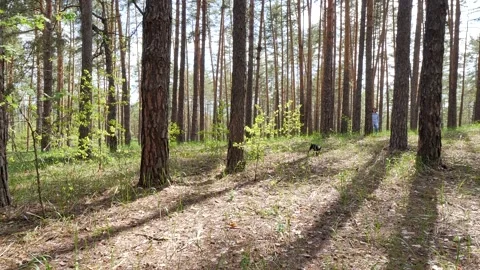 Dog, forest, man. Walk. Stock Footage 194415112