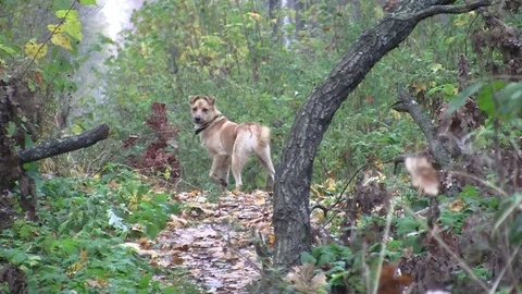 Dog on a forest path Stockbeeldmateriaal 83843901