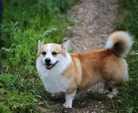 Dog on a forest path Stock Photos