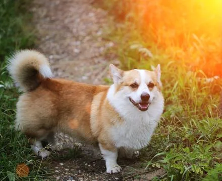 Dog on a forest path Stock Photos