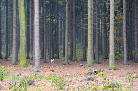 Dog in forest Stock Photos