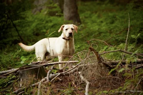 Dog in forest 스톡 사진