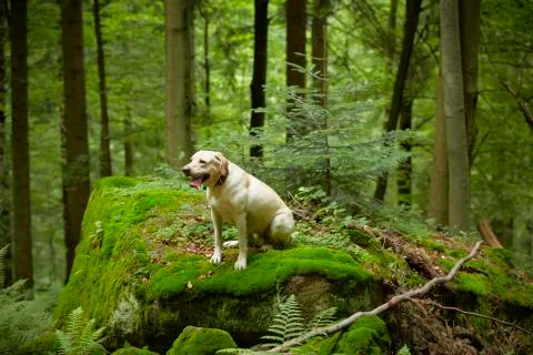 Dog in forest Stock Photos