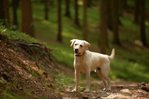 Dog in forest Fotos Stock