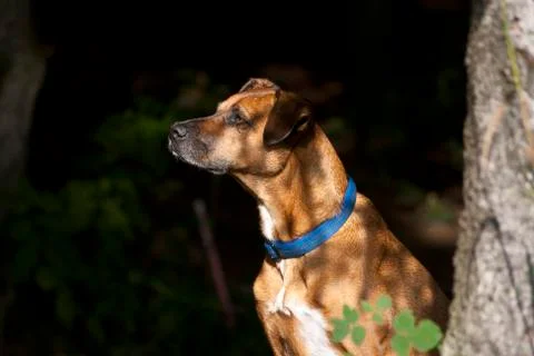 Dog in Forest Stock Photos