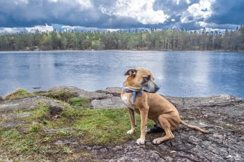 Dog in the forest Foto stock