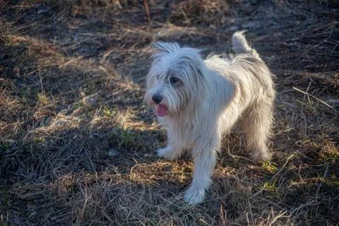 Dog in the forest. Stock Photos