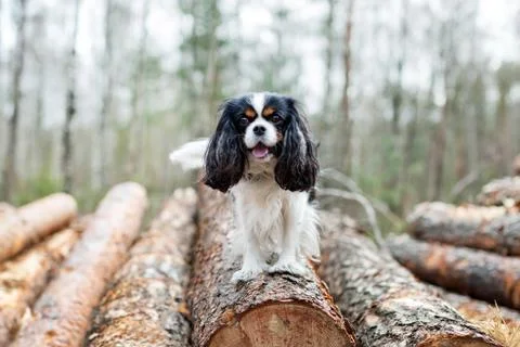 Dog in the forest Foto stock