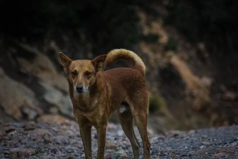 Dog in forest Foto stock