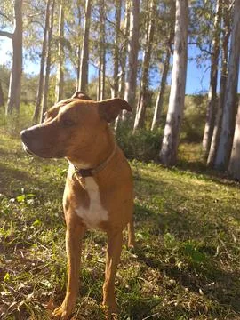 Dog in forest 库存照片