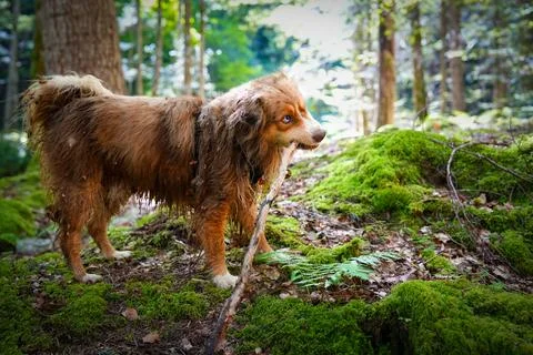 Dog Forest Stock Photos