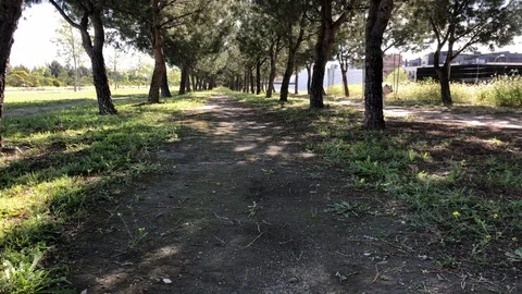 Dog in a forest pine forest Stock Footage 128895751