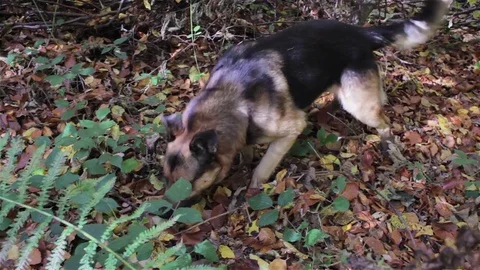 Dog in the forest sniffs Vidéo 83093455