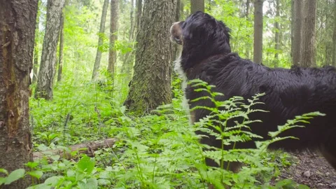 A dog in a forest at summer day Video stock 76577526