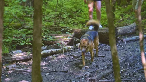 Dog in forest4 4k 库存影片 114459436