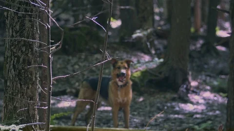 Dog in forest5 8k 库存影片 114481945