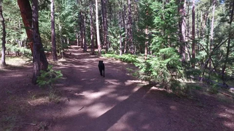 Dog in a Forrest Stock Footage 66881804