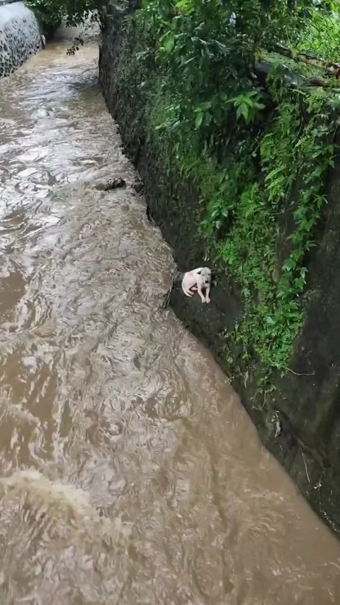 Dog Found in Creek Saved by Intuitive Pair, Philippines - 03 Sep 2026 Stock Footage 344604581