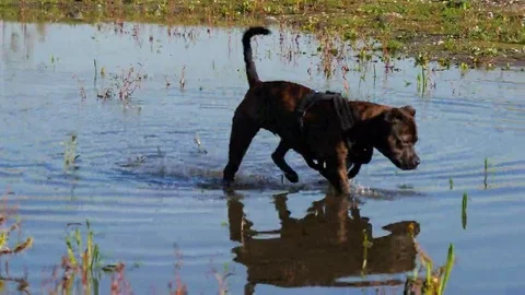 Dog found garbage in the water, 4k 動画素材 69096669