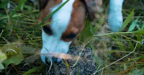 The dog found a hedgehog and is trying to bite him Vídeos de archivo 135023736