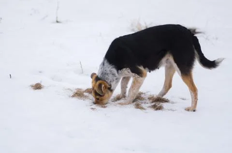 Dog found mouse hole while being in hunting stage at winter season Stock Photos