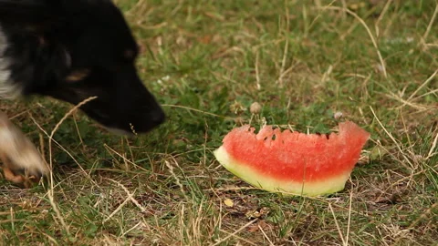 The dog found a piece of watermelon. Stock Footage 265199715