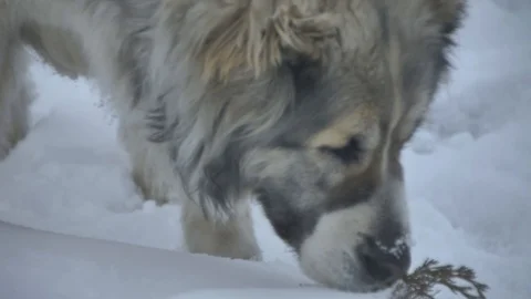 The dog found a twig in the snow Stock Footage 88103256