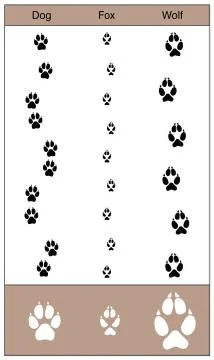 Dog Fox Wolf Tracks Comparison Stock Illustration