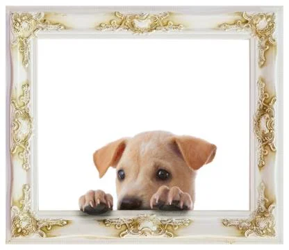 Dog with frame Stock Photos