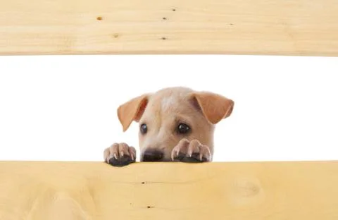 Dog with frame Stock Photos
