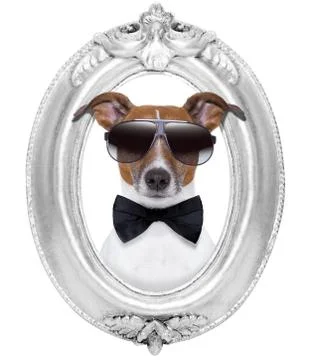 Dog in a frame Photos