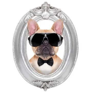 Dog in a frame Stock-Fotos