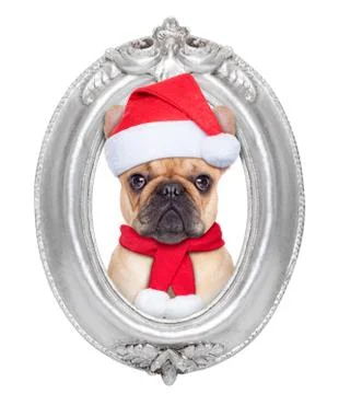 Dog in a frame Stock Photos