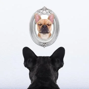 Dog in frame Stock Photos