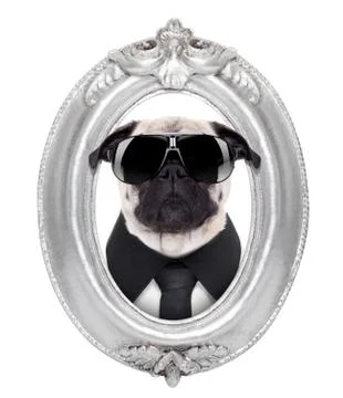 Dog in a frame Stock-Fotos
