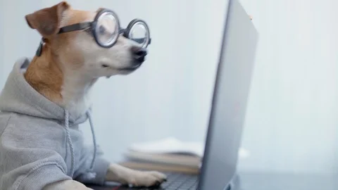 Dog freelancer computer work Stock Footage