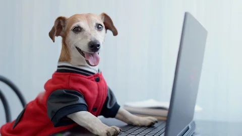 Dog freelancer in red jumper using computer working from home Vídeo Stock 127586389