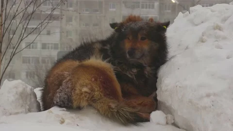 The dog freezes in cold winter Stock Footage 168865129