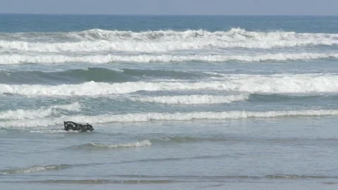 Dog friendly beach. Pets playing near ocean water, sea waves. Playful puppy. Del Stock Footage 140910202