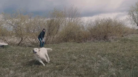 A dog with a Frisbee Stock Footage 77104983