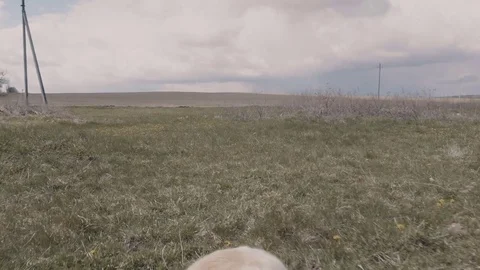 A dog with a Frisbee Stock Footage 77171569