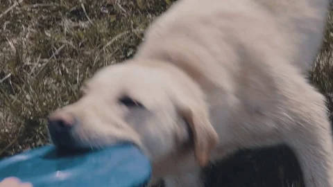 A dog with a Frisbee Stock Footage 77171655