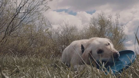 A dog with a Frisbee Stock Footage 77171769